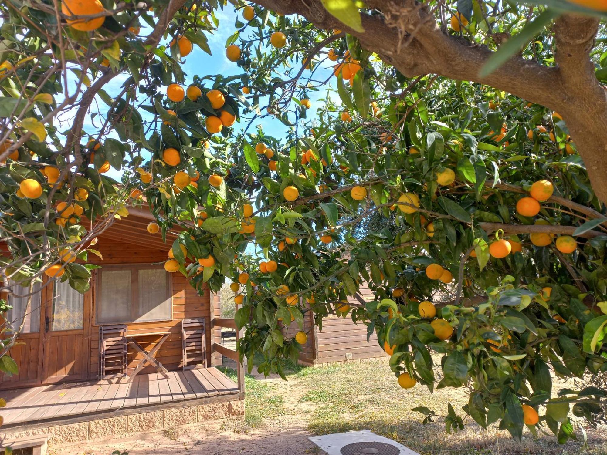 Hotel Ecologic Vinyols Camp Vinyols i Els Arcs Zewnętrze zdjęcie